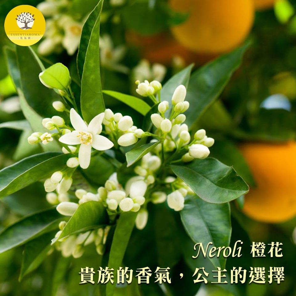 【貴族的香氣─橙花】