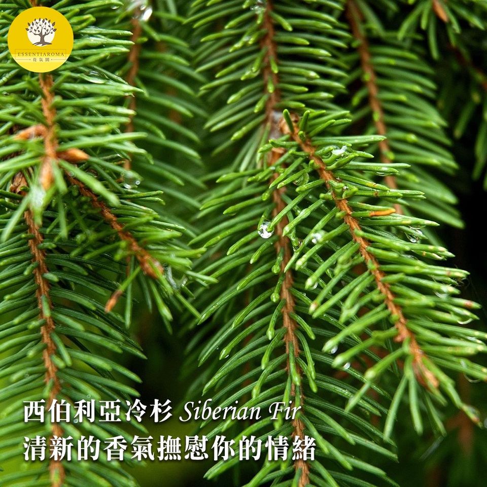 【冷峻堅毅─西伯利亞冷杉精油】