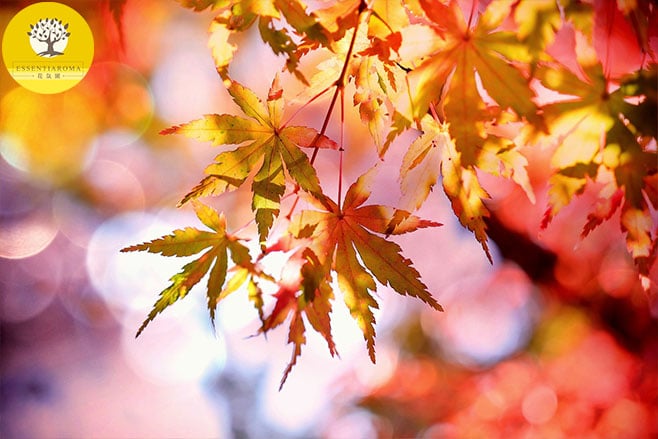 【24節氣：秋分】