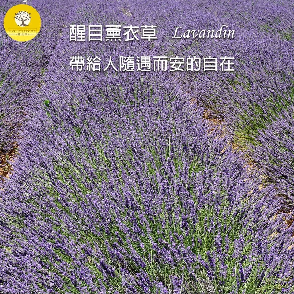 【清新的紫─醒目薰衣草】