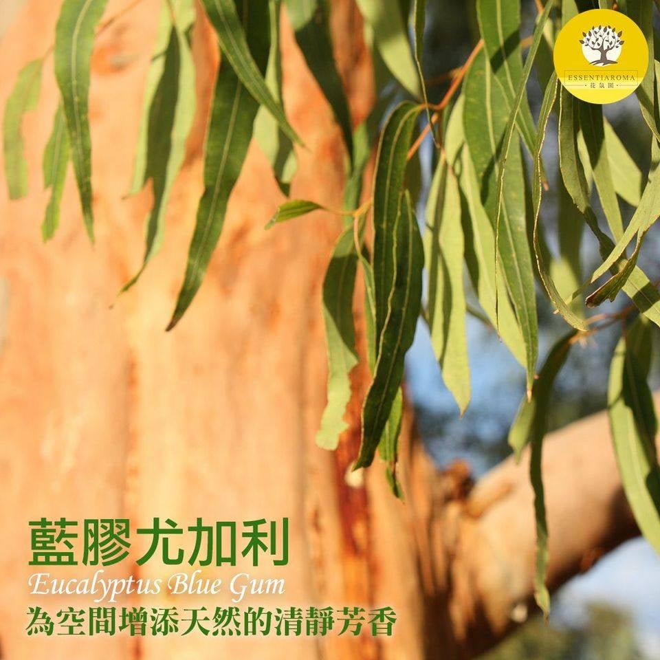 【空間清道夫─藍膠尤加利精油】