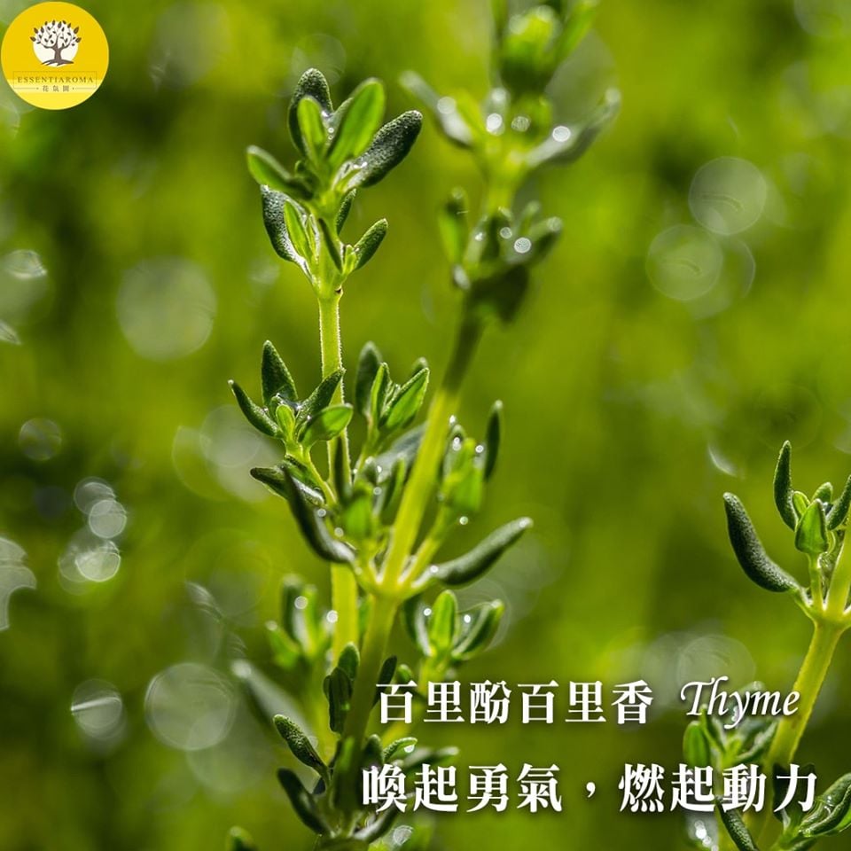 【象徵勇氣與活力─百里酚百里香】
