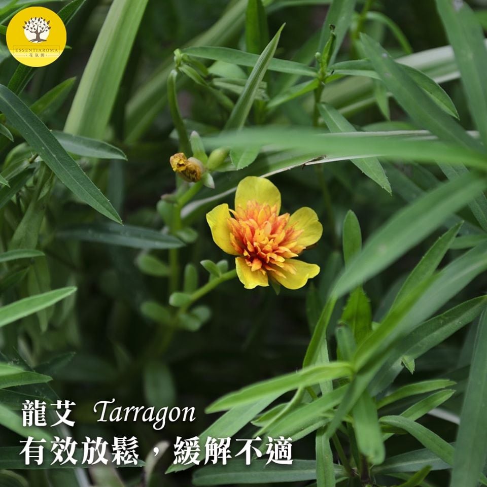 【好好放空─龍艾】