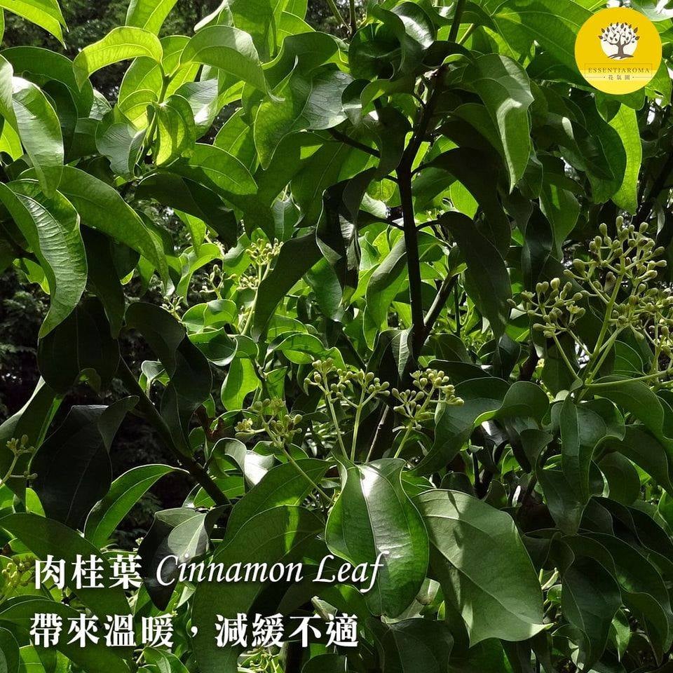 【心呼呼─肉桂葉】