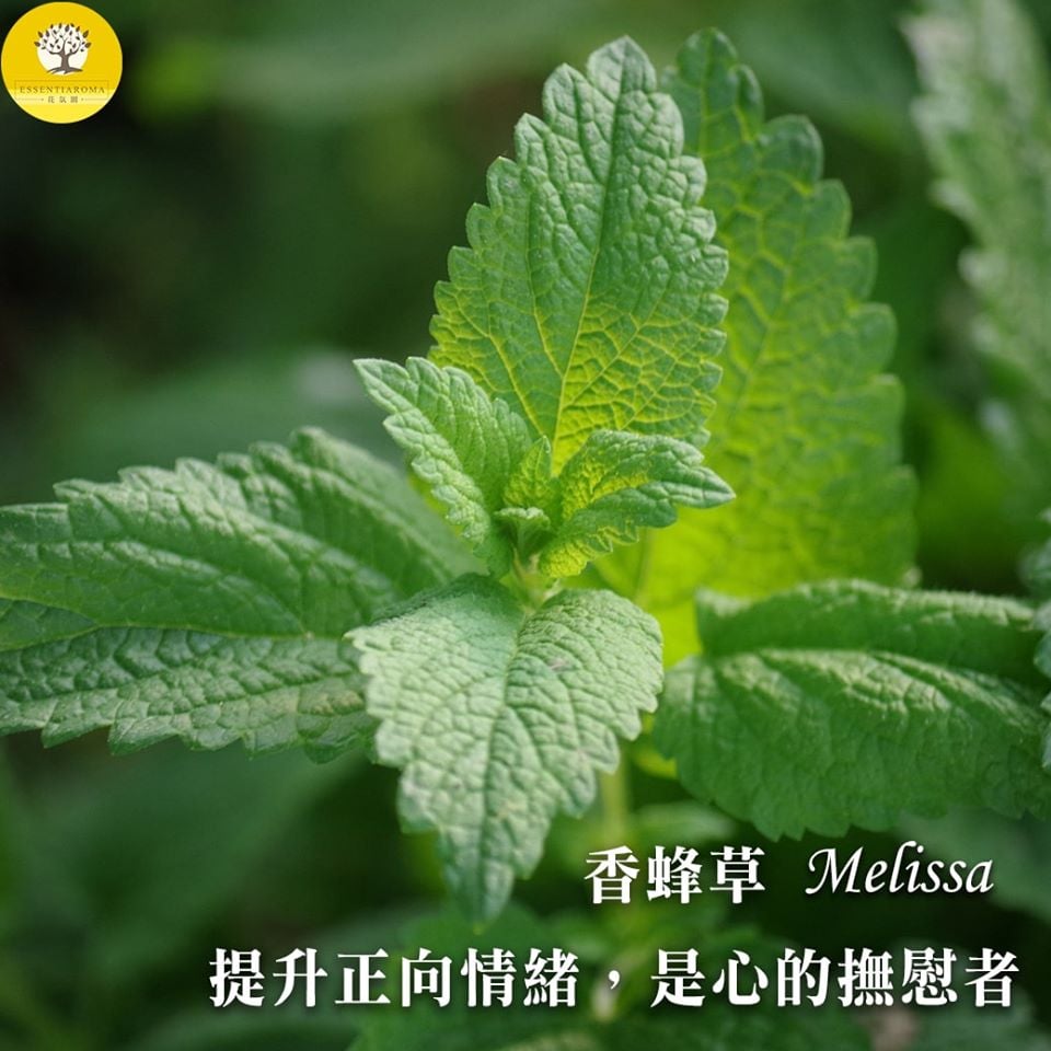 【心的撫慰者─香蜂草】