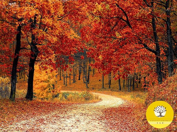 【24節氣：霜降】