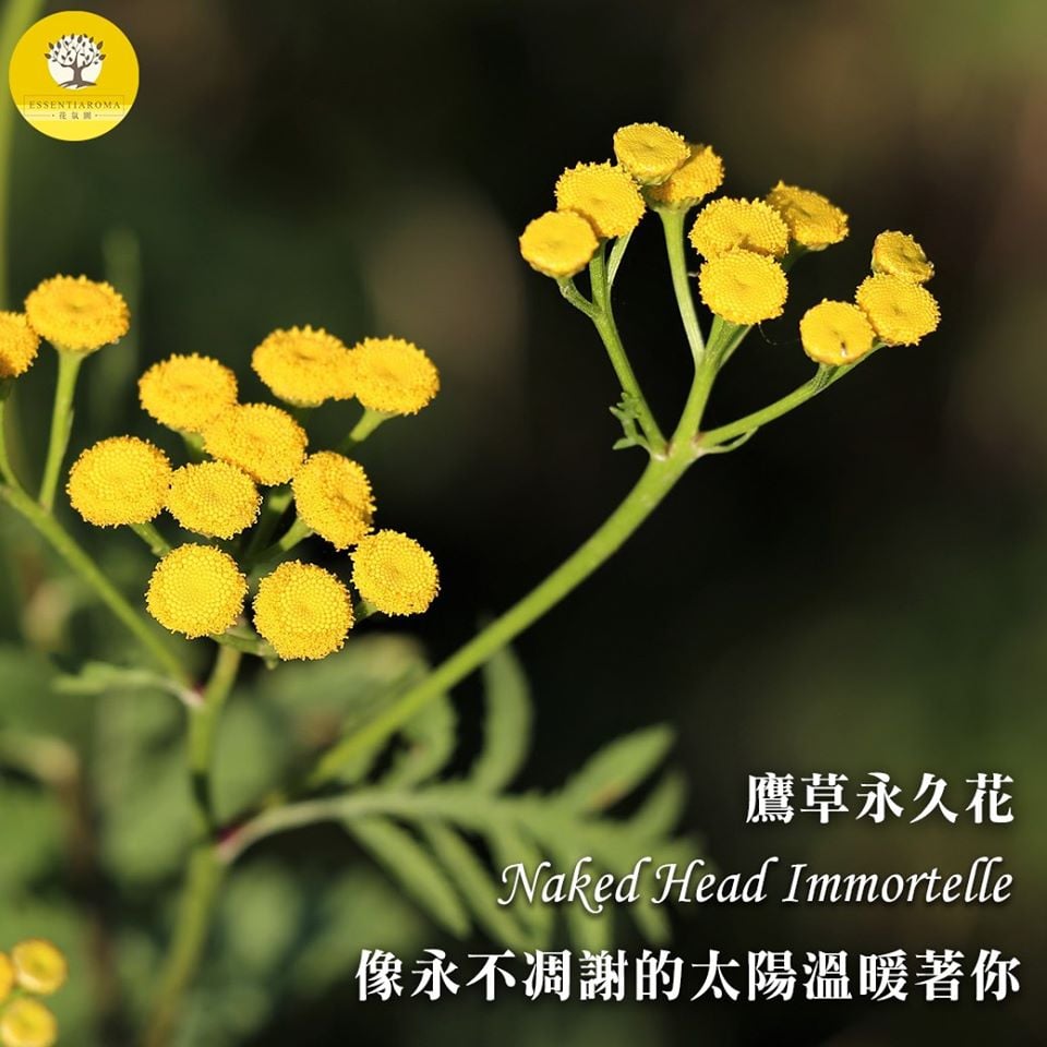 【永不凋謝的太陽─鷹草永久花】