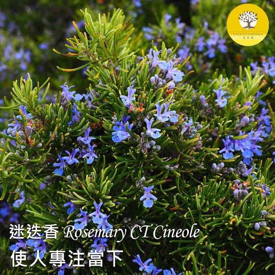 【記憶之草─桉油醇迷迭香精油】