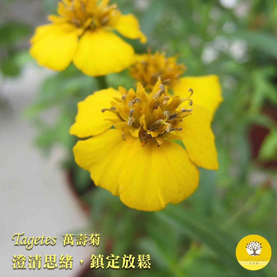 【濃烈果香的萬壽菊精油】