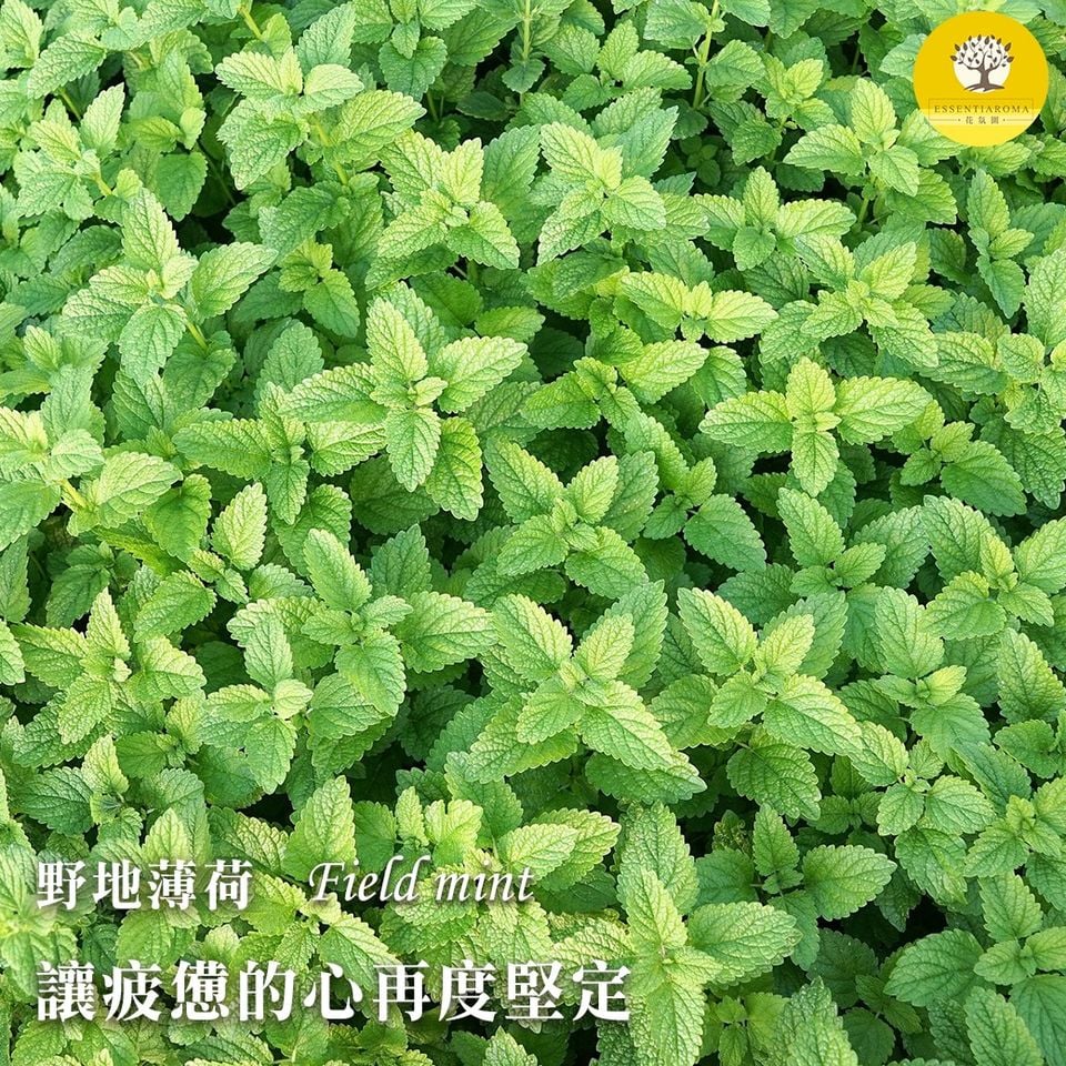 【堅定─野地薄荷】