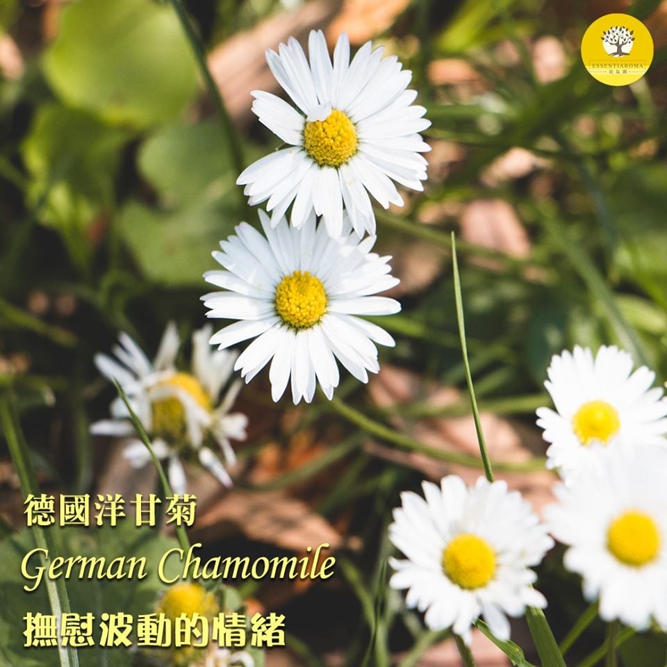 【安眠的搖籃曲─德國洋甘菊】