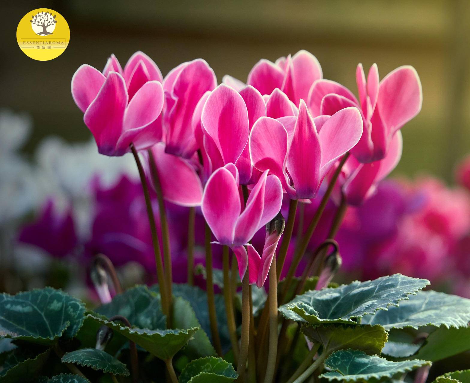 【精油時事：證明】