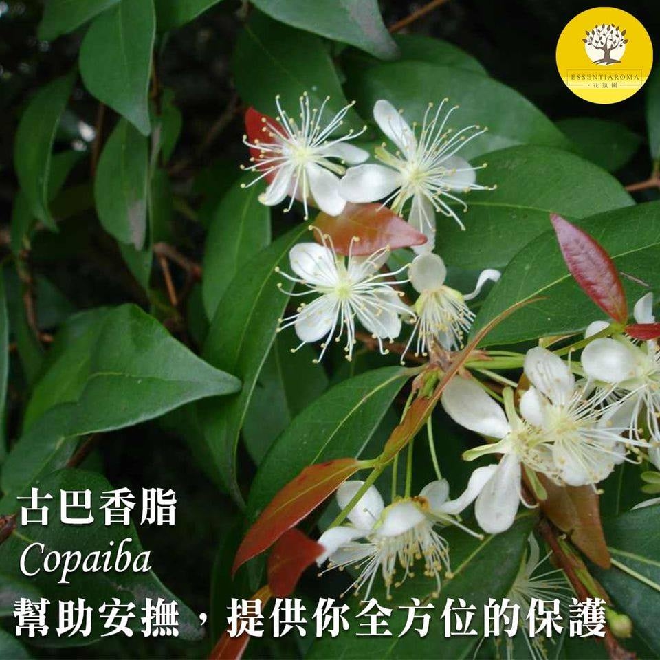 【濃厚的溫暖─古巴香脂】