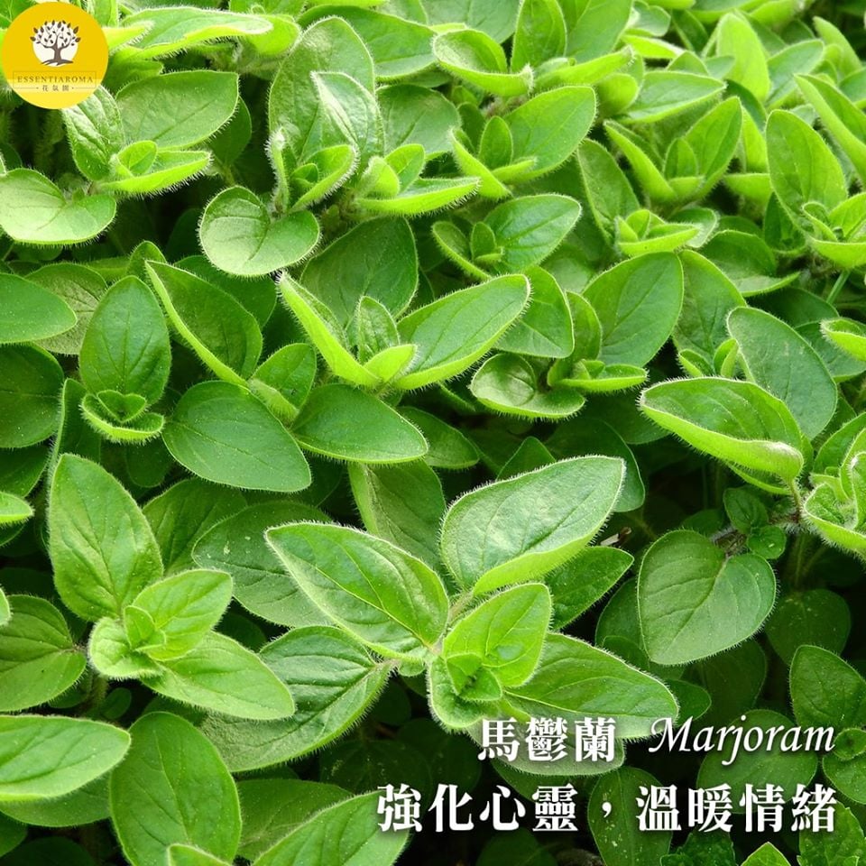 【山的喜悅─馬鬱蘭】