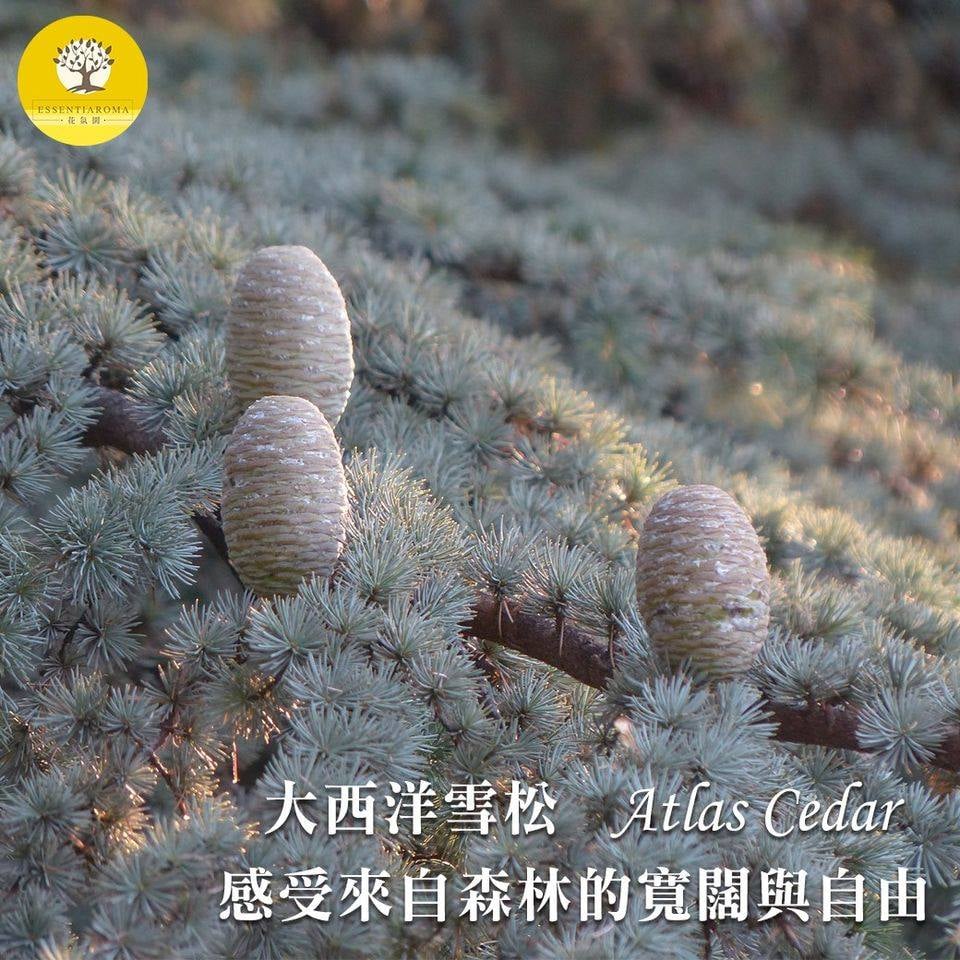 【清醒─大西洋雪松精油】