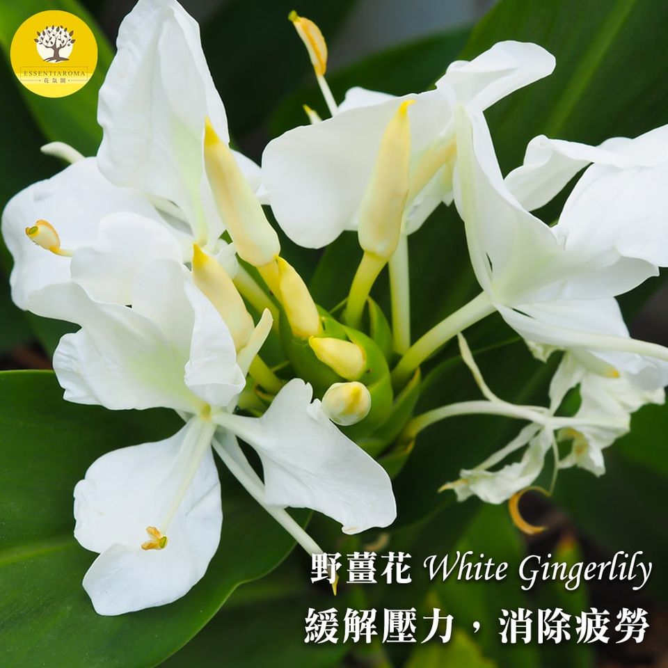【純白淡雅─野薑花】
