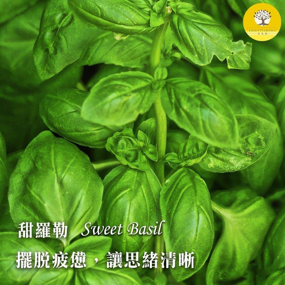 【香草之王─甜羅勒】