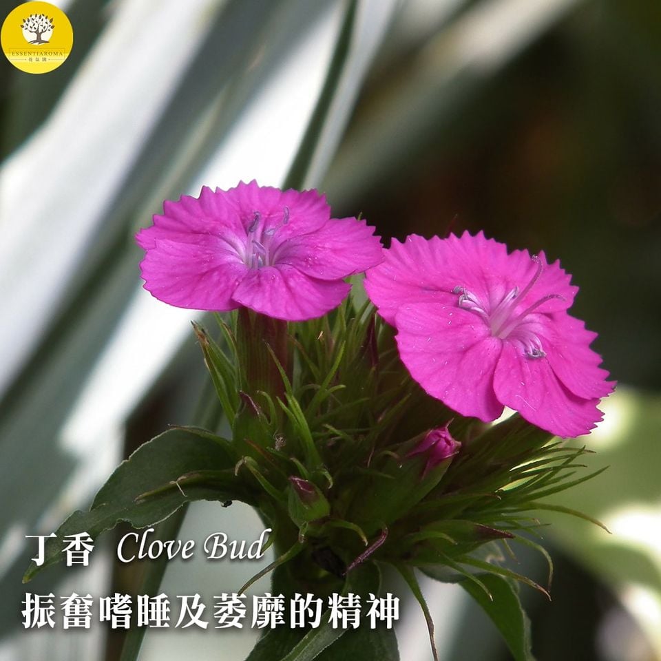 【辛辣的香氣─丁香】