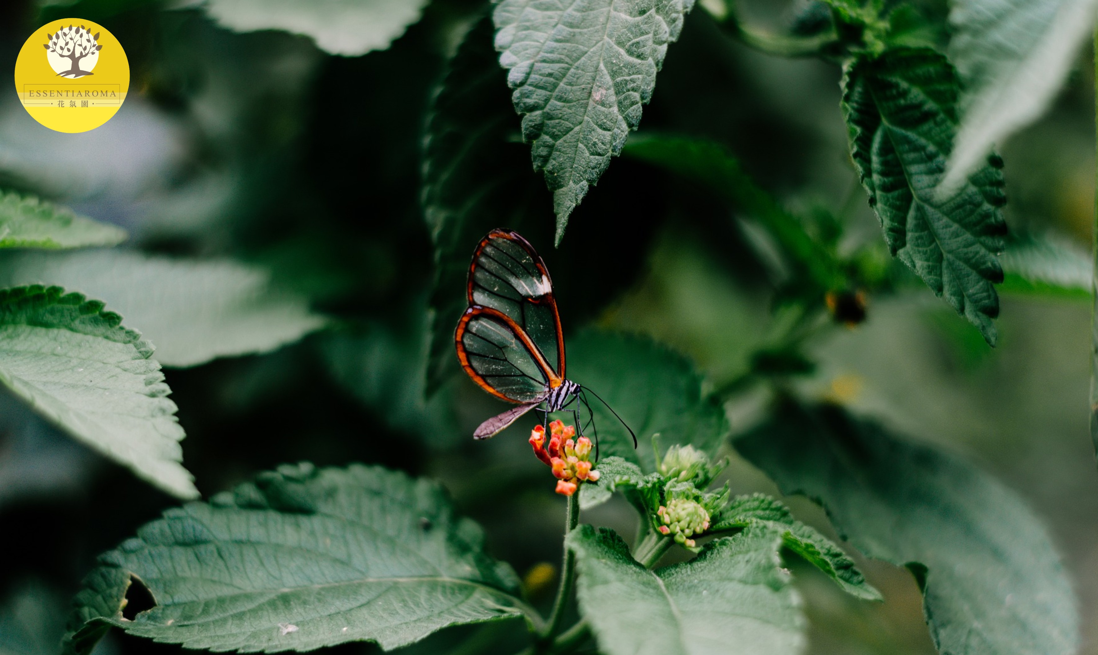 【24節氣：驚蟄 】