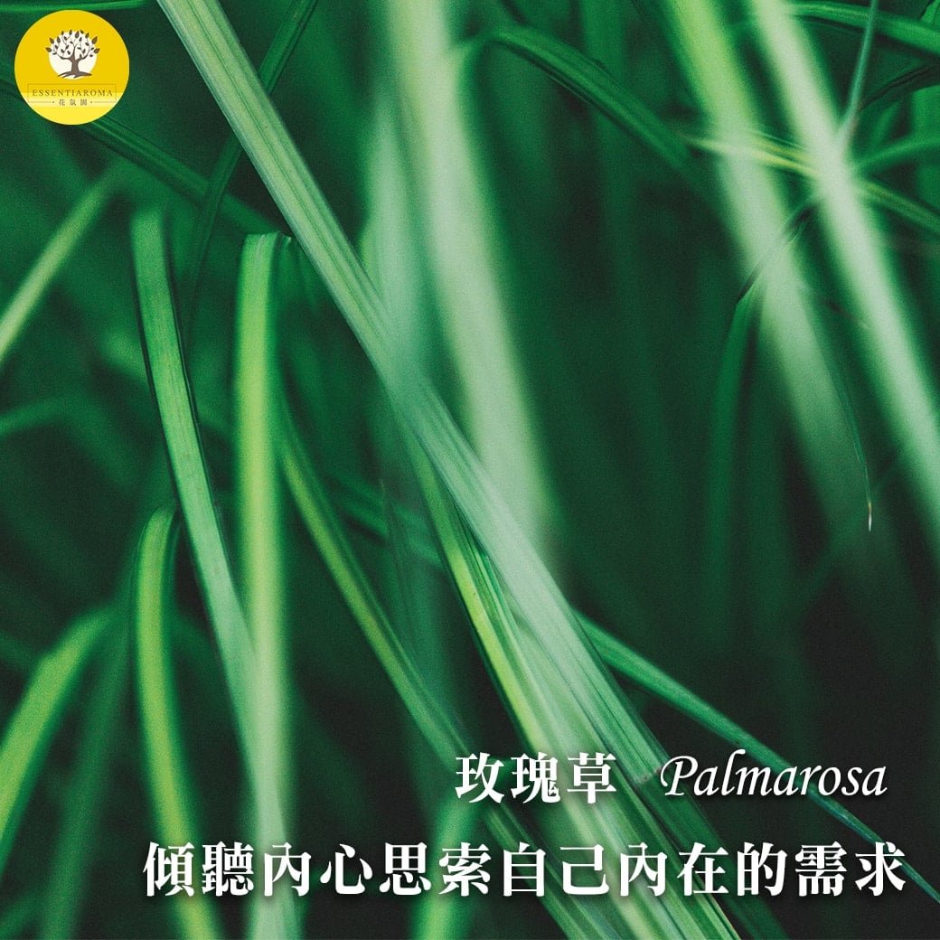 【質樸大地的香氣─玫瑰草】