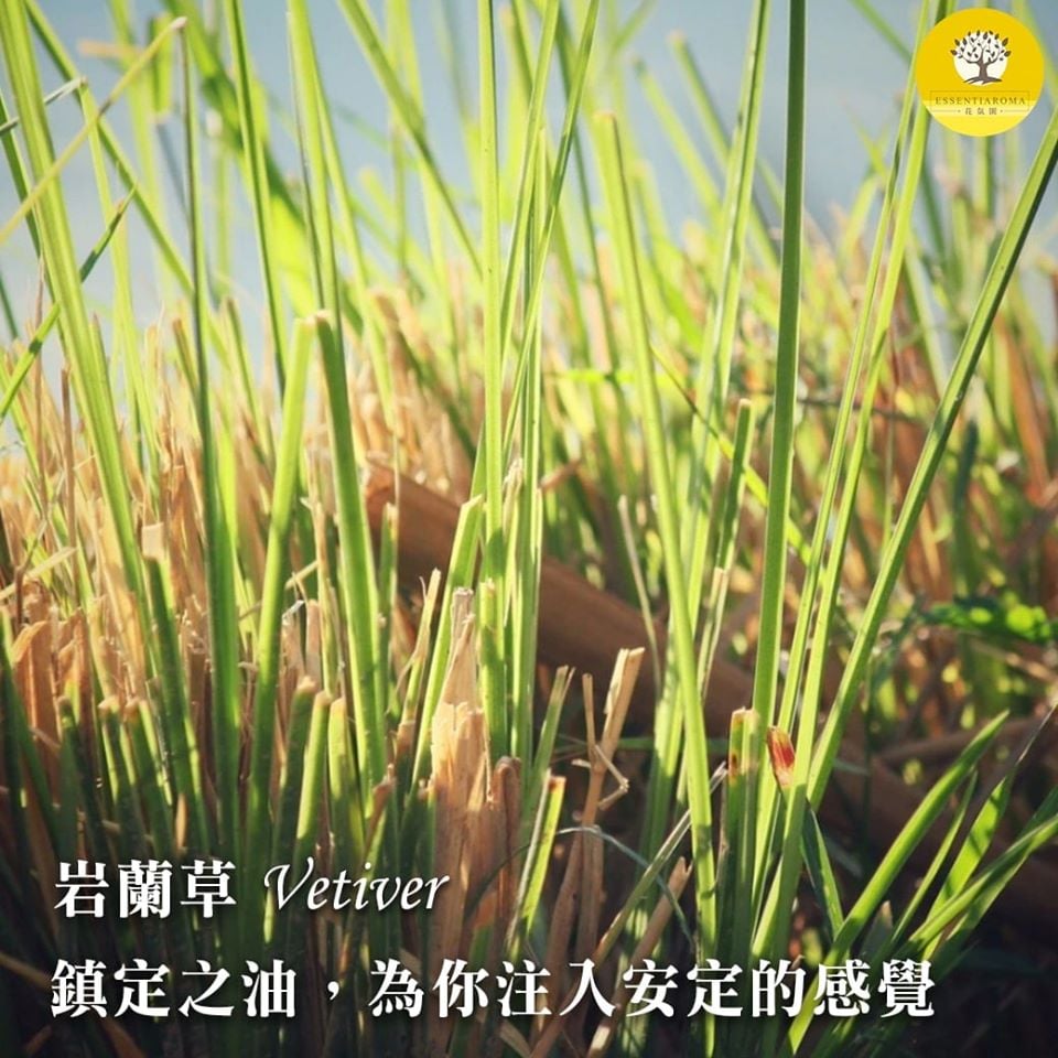 【大地的寧靜─岩蘭草】