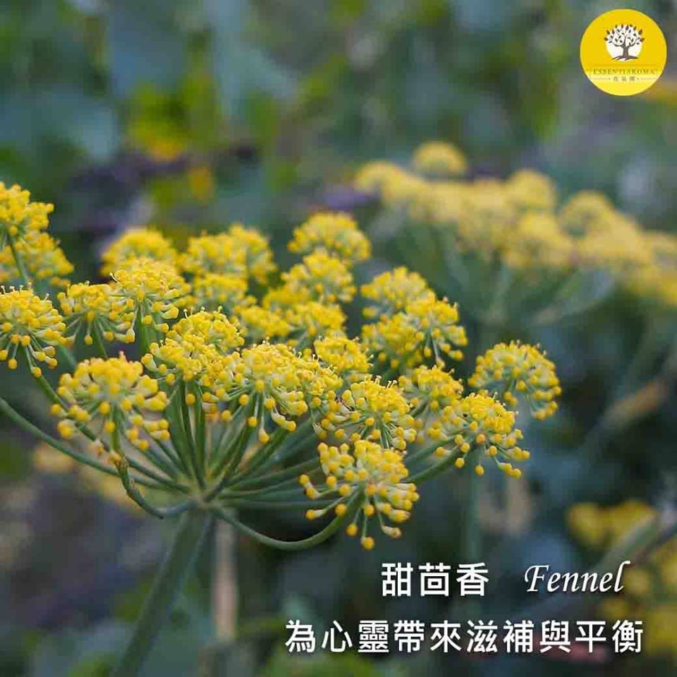 【濃烈的草本味─甜茴香】