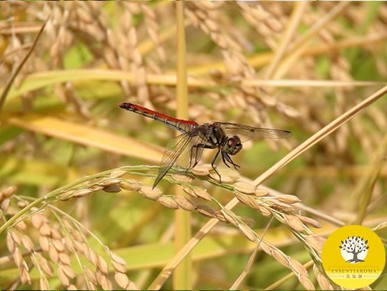 【24節氣：芒種】