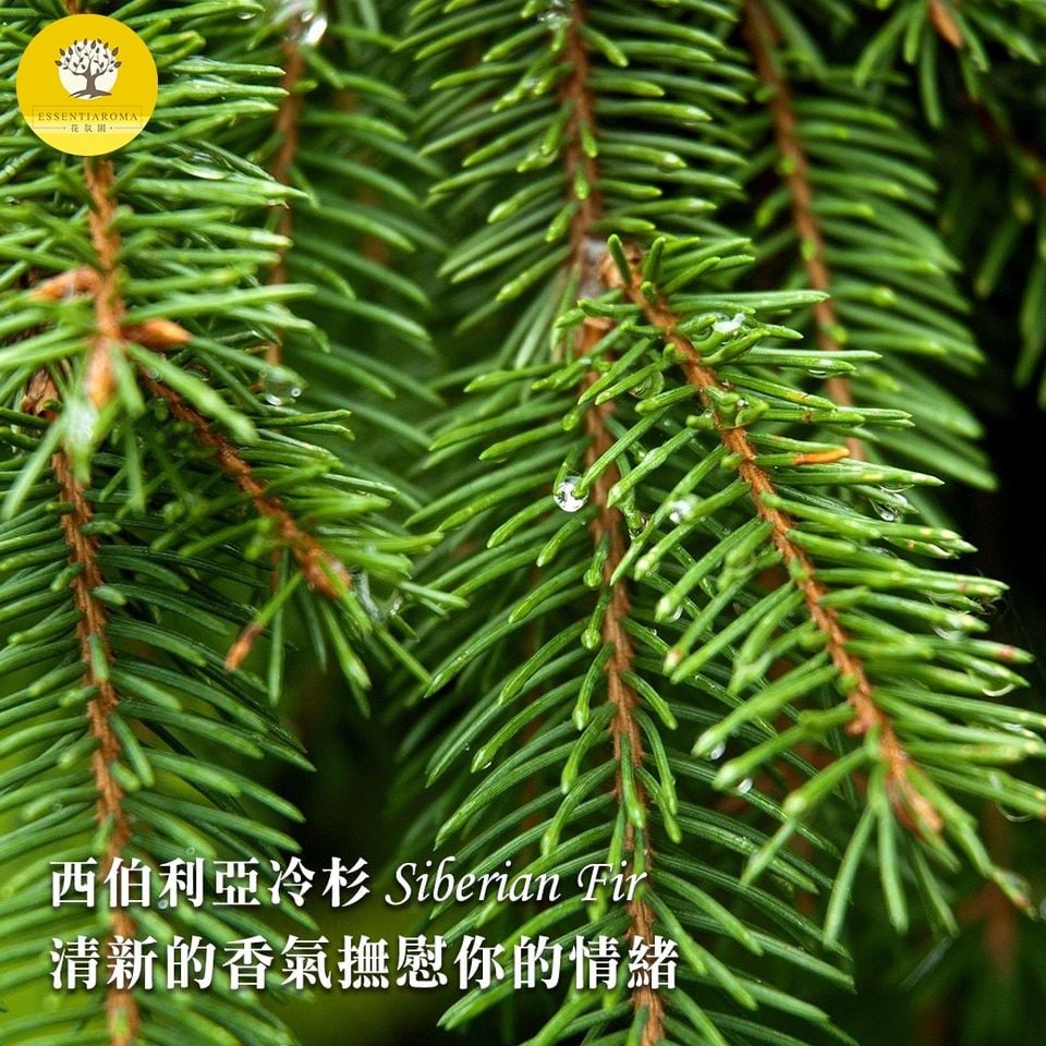【冷峻堅毅─西伯利亞冷杉精油】