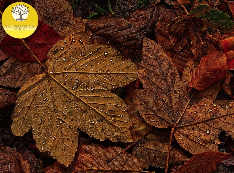 【24節氣：寒露】