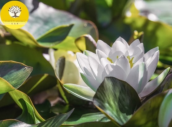 【24節氣：大暑】