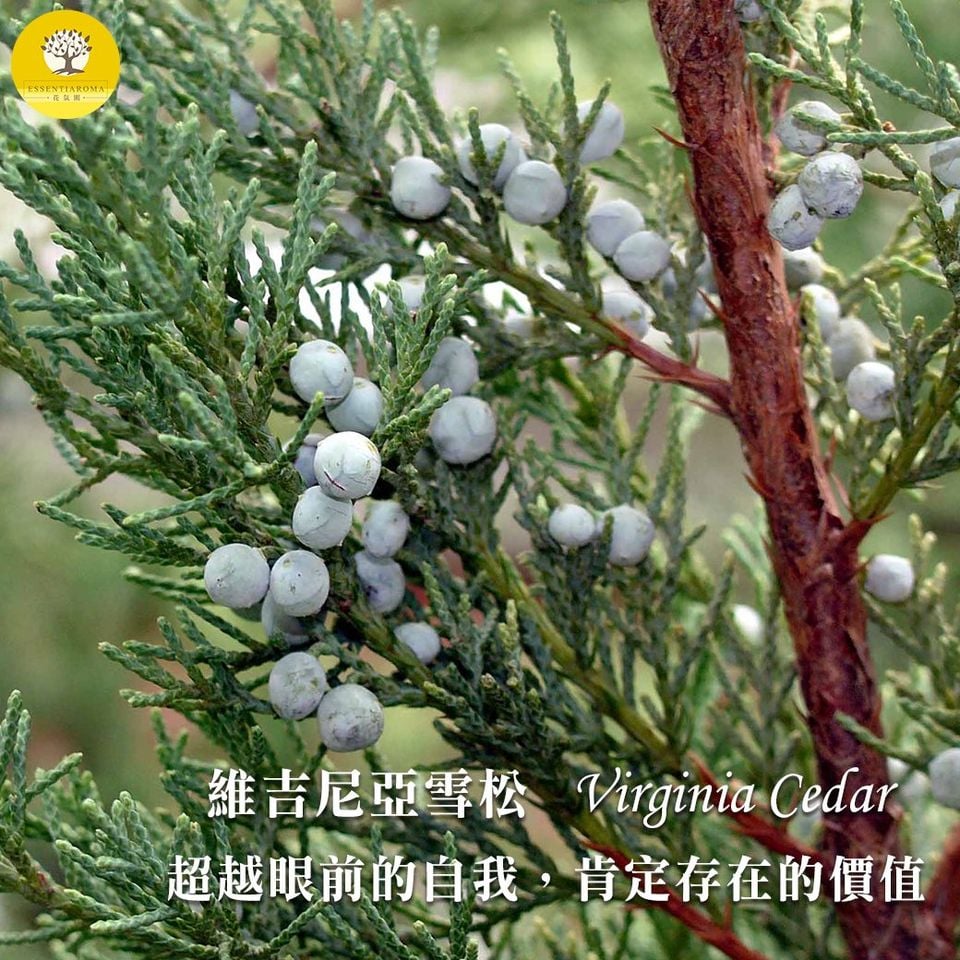 【沉穩─維吉尼亞雪松精油】