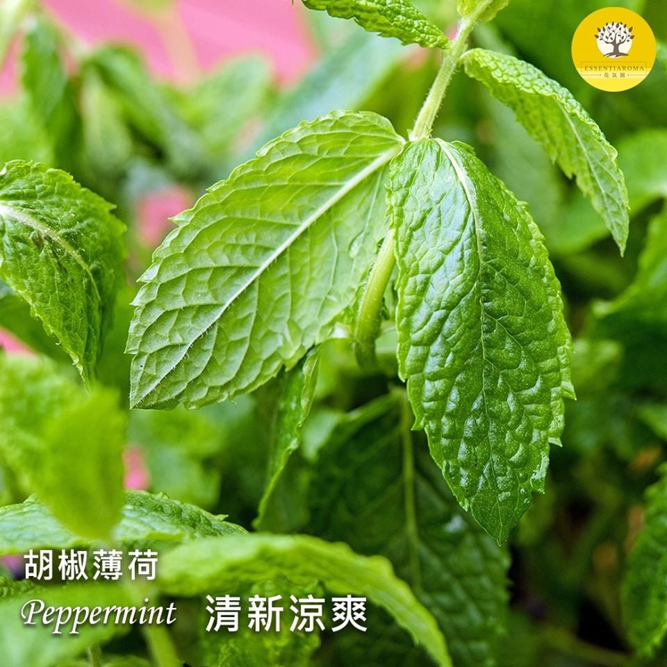 【涼爽─胡椒薄荷】