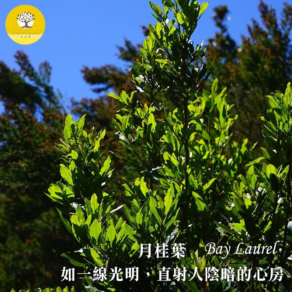 【榮耀─月桂葉】