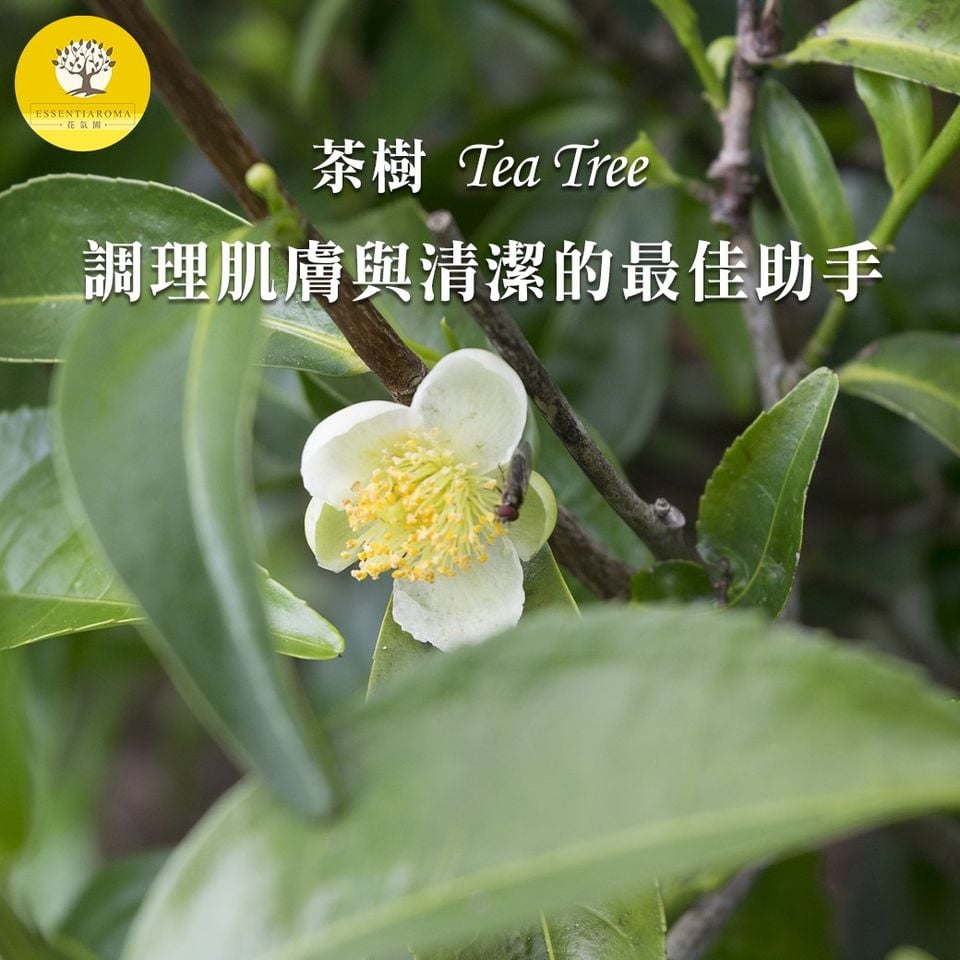 【居家小幫手─茶樹精油】