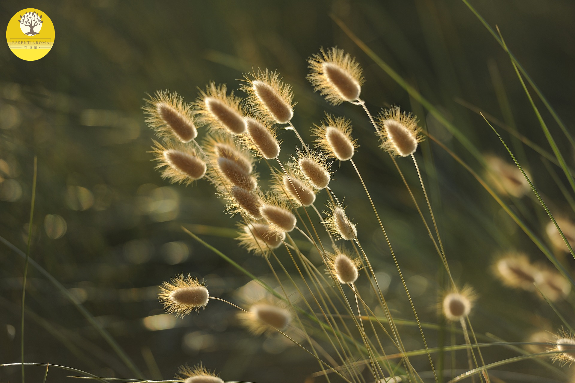 【24節氣：處暑】