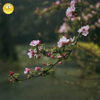 【24節氣：雨水】