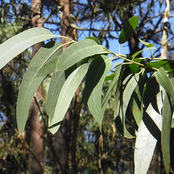 藍膠尤加利精油10ml
