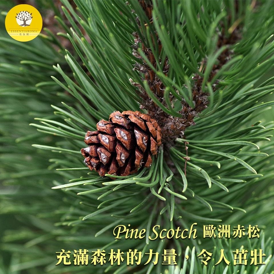 【直挺的森林力量─歐洲赤松】