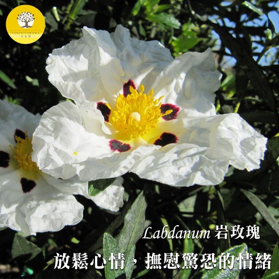 【心痛的止血劑-岩玫瑰】