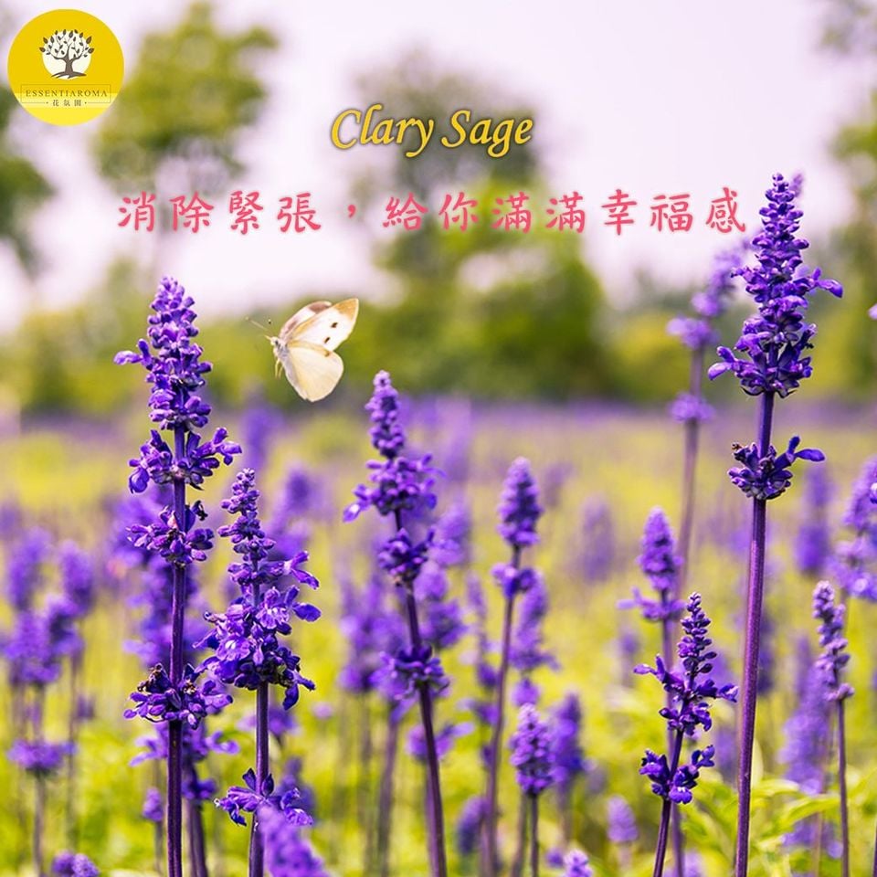 【從工作壓力中喘口氣─快樂鼠尾草】