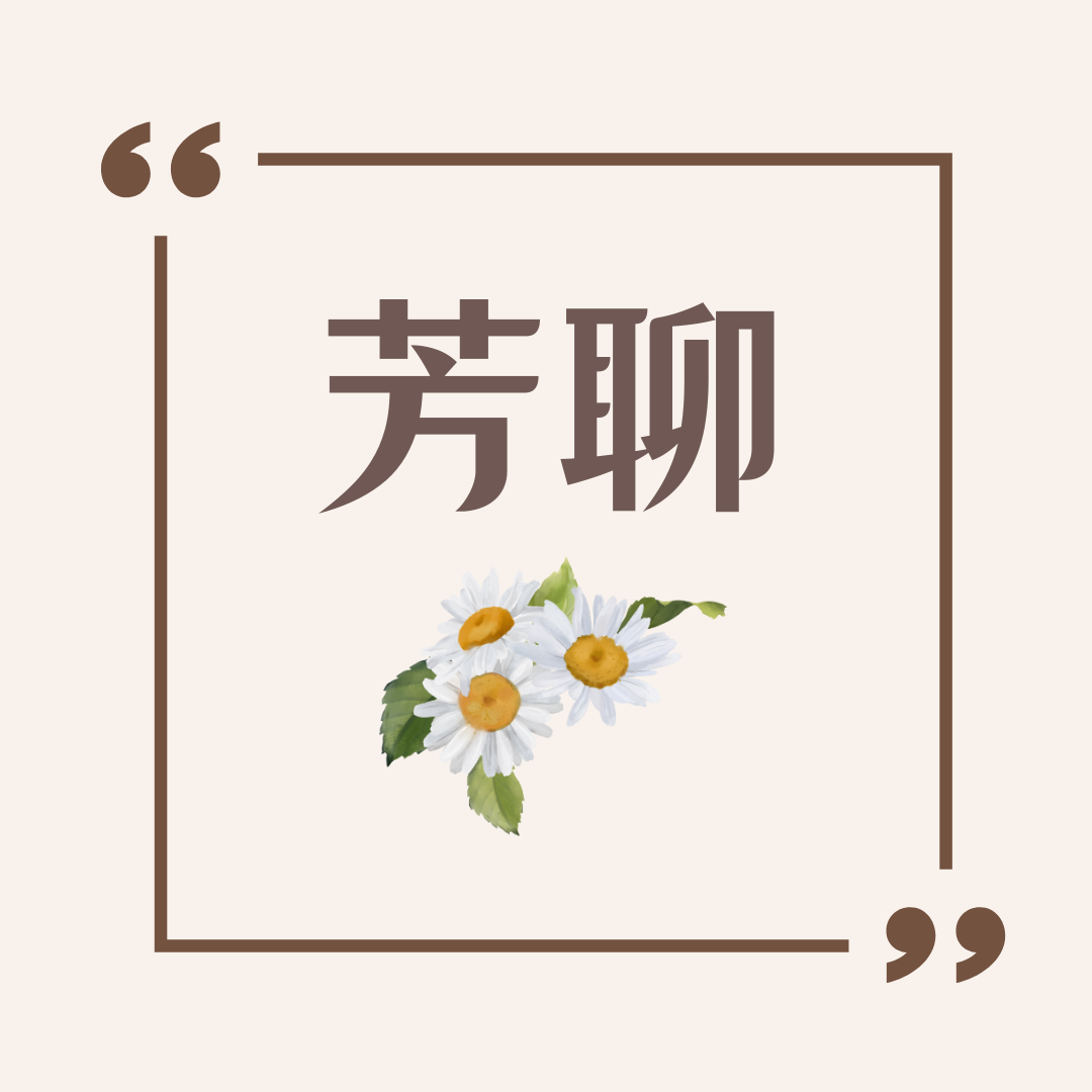 芳聊-花療-羅馬洋甘菊