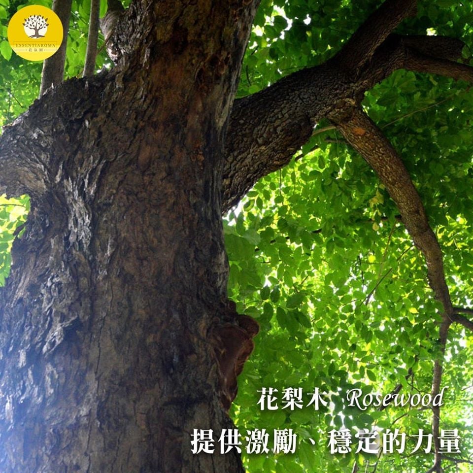 【迷人的花梨木】