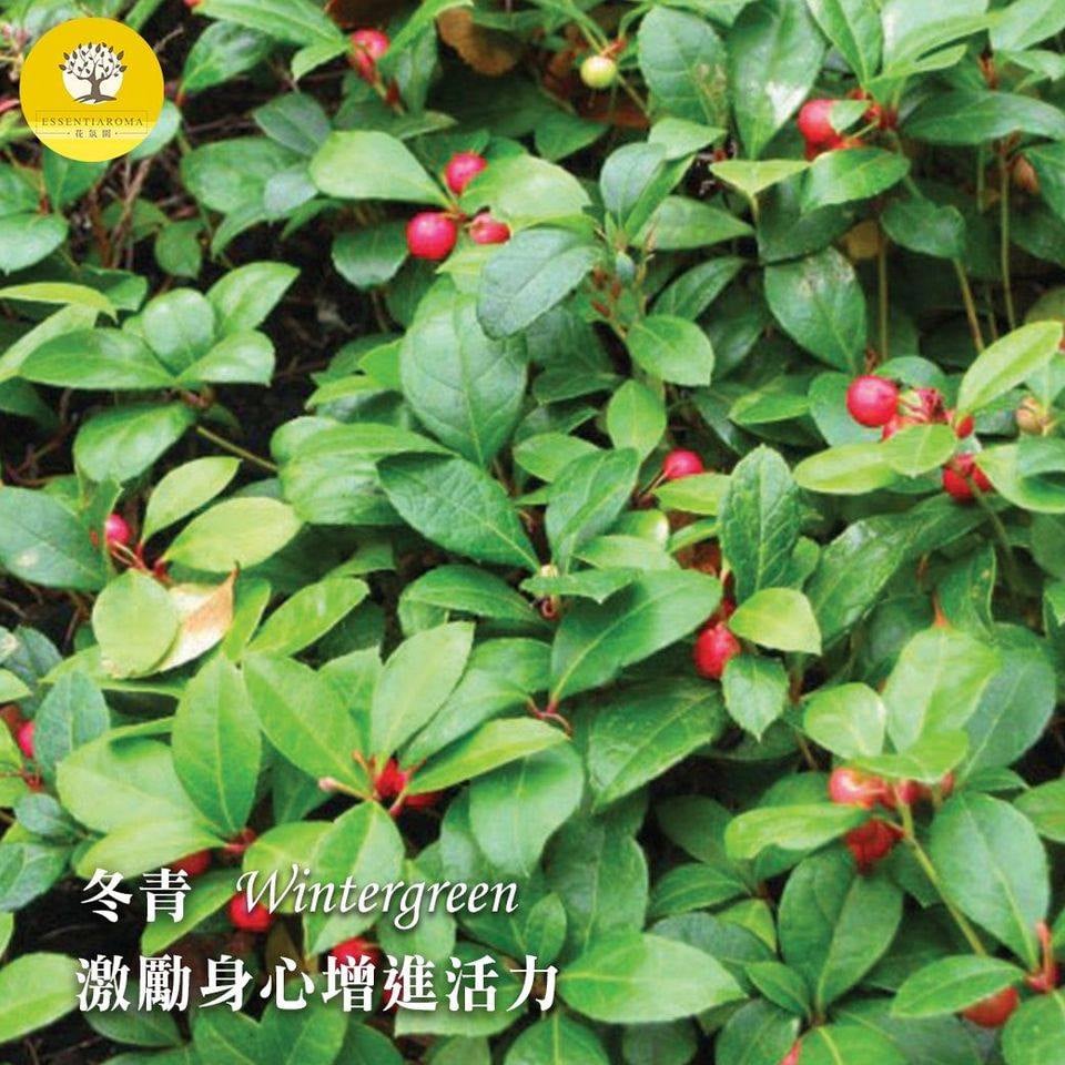 【清新沁涼─冬青】