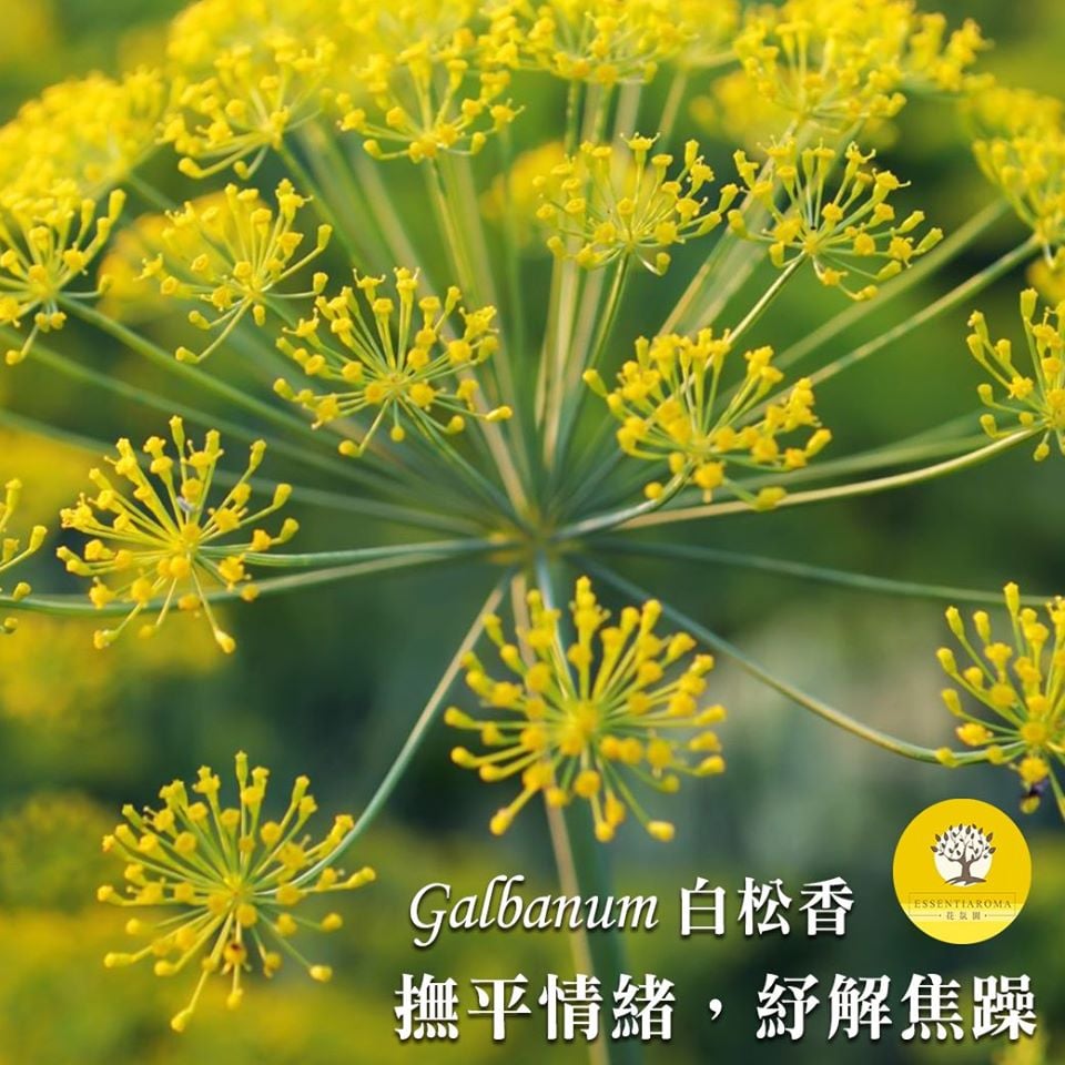 【平撫你的怒氣-白松香】