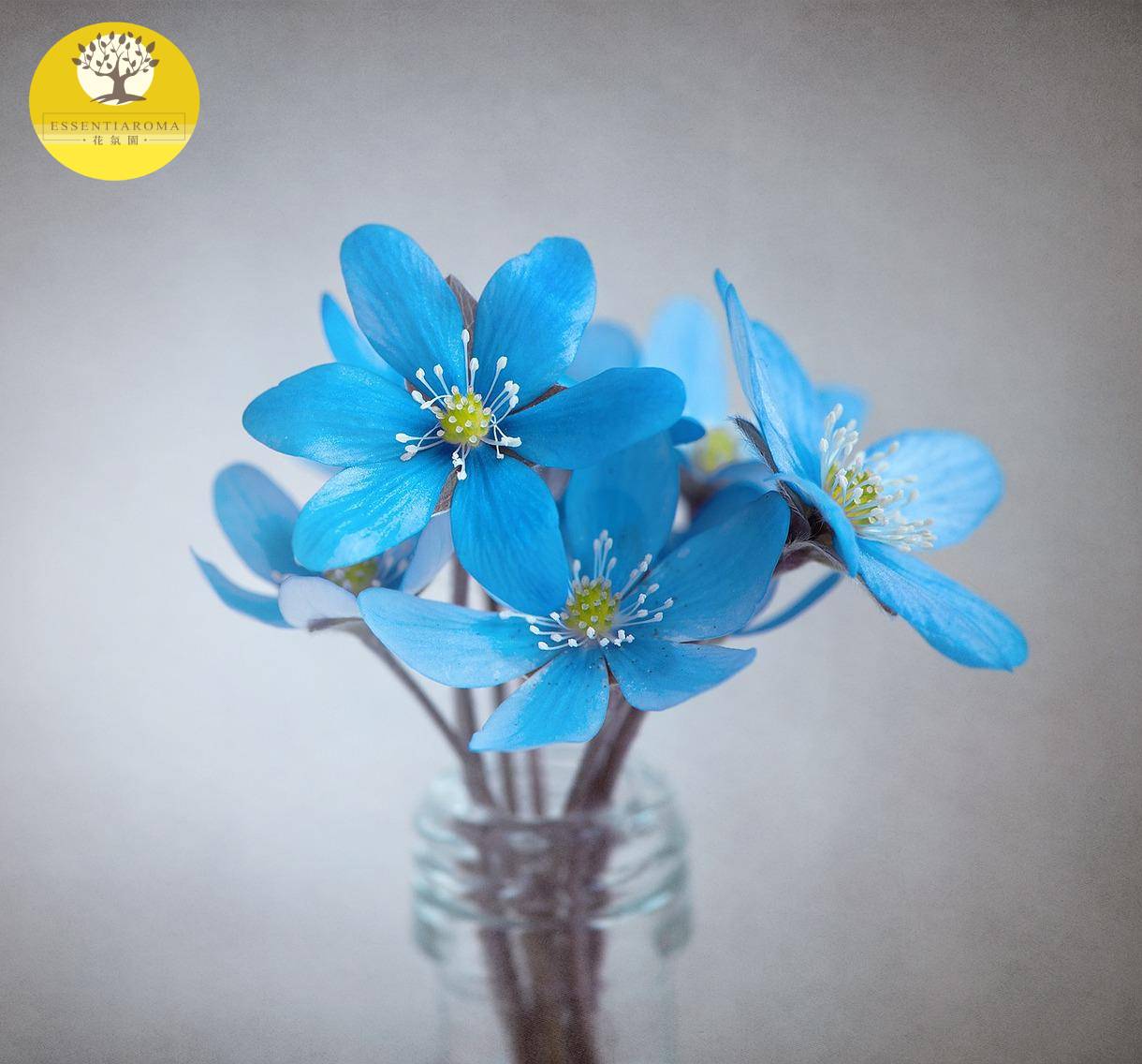 【精油時事：現在】