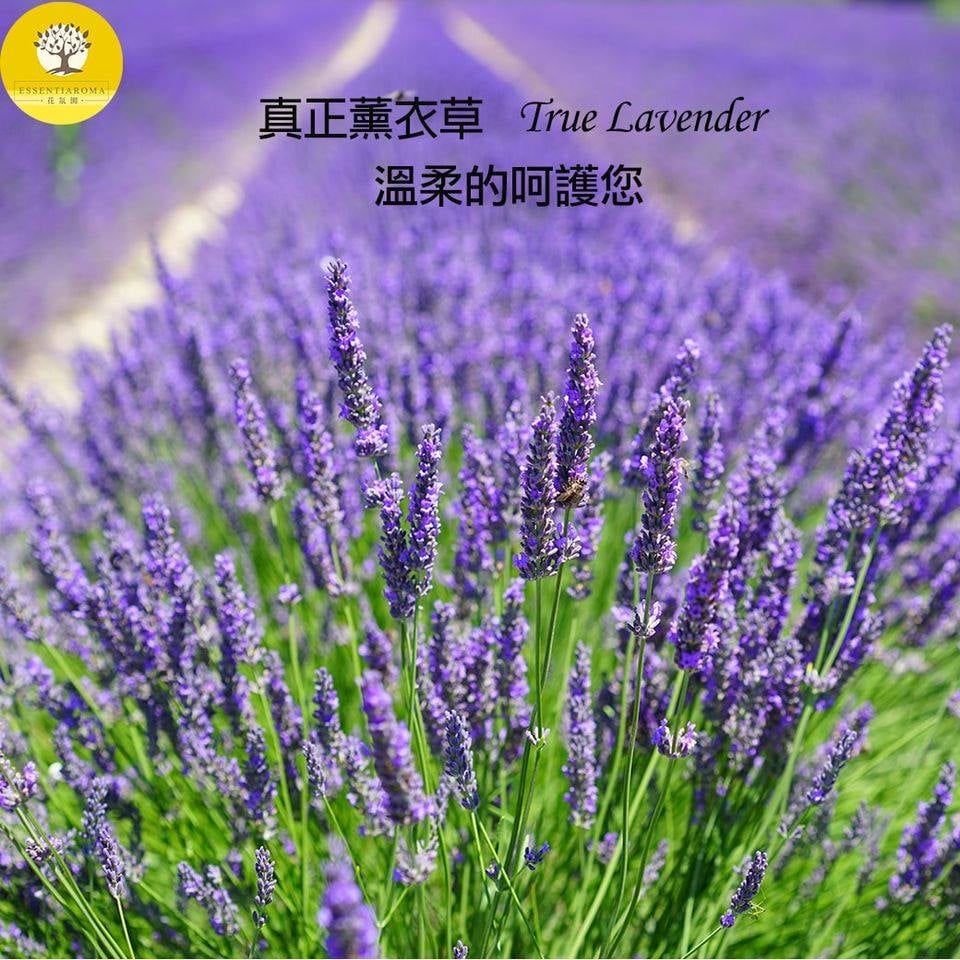 【紫色大地─真正薰衣草】