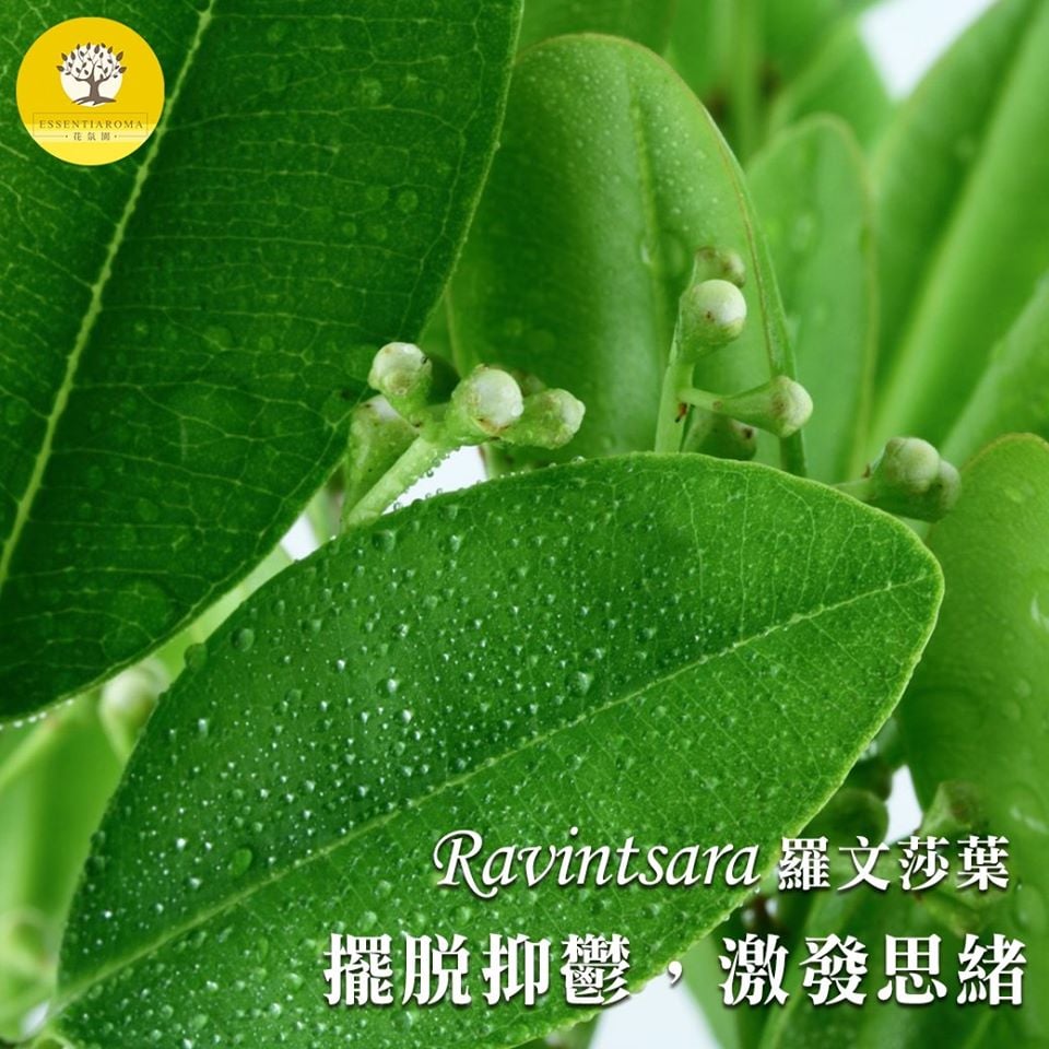 【羅文莎葉-擺脫抑鬱】