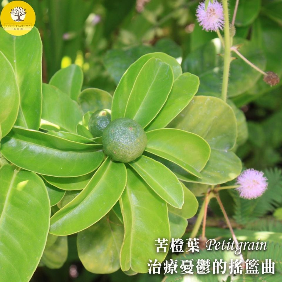 【默默陪伴妳─苦橙葉】