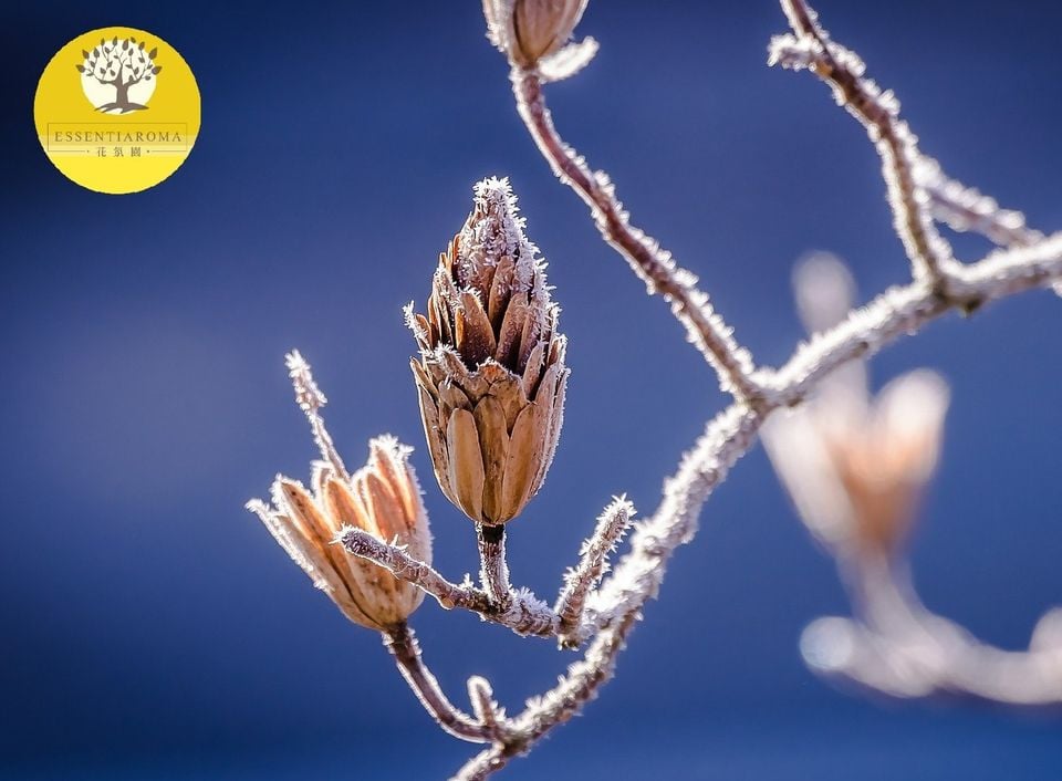 【24節氣：小雪】