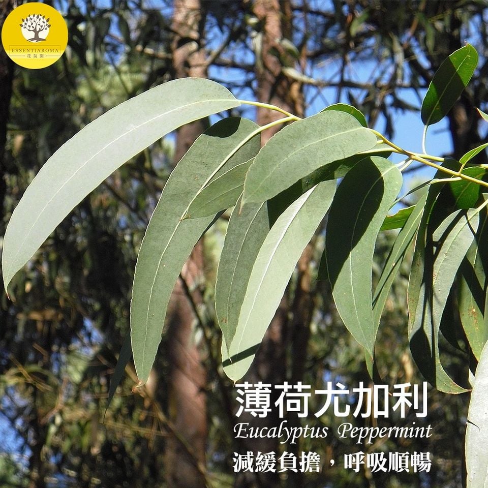 【讓你心情清爽─薄荷尤加利】